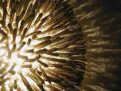 Spikey and ugly- pretty or not . The lamp is made of small brown screws there are a lot, unfunctional, and so purely hypothetical. Are the thousand screws that I had used made me bemused.To make light that's so intense,but altogether makes some sense. A collection of objects with light improvised through form, function, and aesthetic. The concept is simple and widely practiced throughout the product design industry of the past and present. This work is based on reclaiming the functions of used or found objects or materials. Their functions have been re-applied practically into lifestyle to describe new forms from old forms that function mainly as desirable objects with light. Light and sound are the principle mediums that conduct the processes and techniques needed to orchestrate this flurry of materials with forms and functions. These objects use material and form to sculpt light with rendering results that transform interior surfaces into highly decorative picturesque environments.  