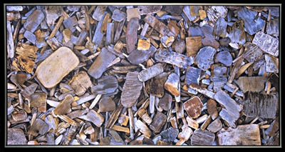 Driftwood 2 Digital Print on Canvas
